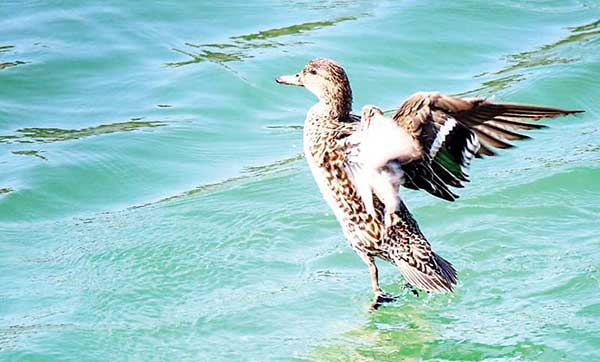 किन्नौर का कूपा डैम बना प्रवासी पक्षियों की पसंद